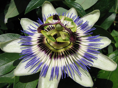 passion-flower-83004_960_720